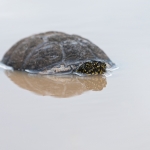 Europese Moerasschildpad