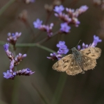 Kaasjeskruiddikkopje