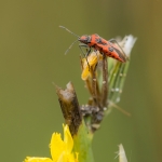 Kaneelglasvleugelwants