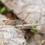 Balkan Bruine Sprinkhaan