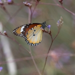 Kleine Monarchvlinder