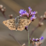 Kaasjeskruiddikkopje