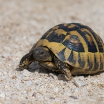 Griekse Landschildpad
