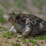 Syrische Knoflookpad