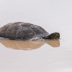 Europese Moerasschildpad