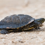 Europese Moerasschildpad