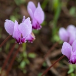 Napolitaanse Cyclaam