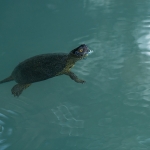 Europese Moerasschildpad