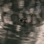 Europese Moerasschildpad