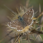 Bretons Spikkeldikkopje