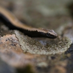 Peloponnesoshazelworm