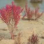 Roodachtige Zeekraal