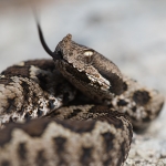 Foto van de maand November 2025