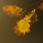 Foto van de maand December 2025