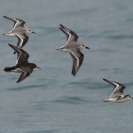 Paarse Strandloper / Drieteenstrandloper