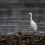 Kleine Zilverreiger