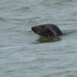 Grijze Zeehond