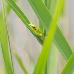 Oostelijke Boomkikker