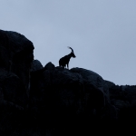 Spaanse Ibex