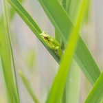 Oostelijke Boomkikker