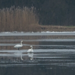 Foto van de maand Januari 2026