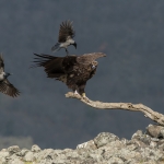 Monniksgier/Bonte Kraai