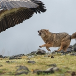 Goudjakhals/Vale Gier