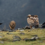 Goudjakhals/Vale Gier