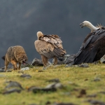 Goudjakhals/Vale Gier