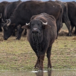 Waterbuffel