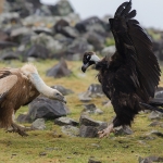 Vale Gier / Monniksgier