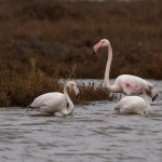 Europese Flamingo