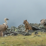 Goudjakhals/Vale Gier