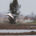 Europese Flamingo