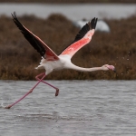 Europese Flamingo