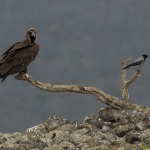 Monniksgier/Bonte Kraai