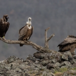 Monniksgier/Vale Gier