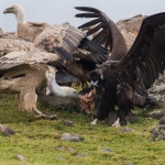 Vale Gier/Monniksgier