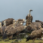 Goudjakhals/Vale Gier