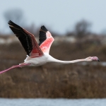 Europese Flamingo