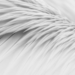 Foto van de maand Februari 2026