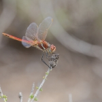 Zwervende Heidelibel