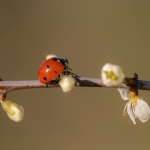 Zevenstippelig Lieveheersbeestje