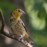 Appelvink