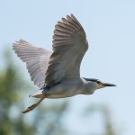 Kwak