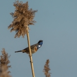 Blauwborst