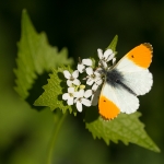 Oranjetipje