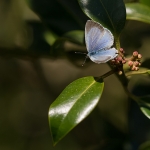 Boomblauwtje