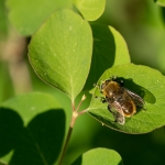 Grote Narcisvlieg