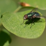 Groene Vleesvlieg